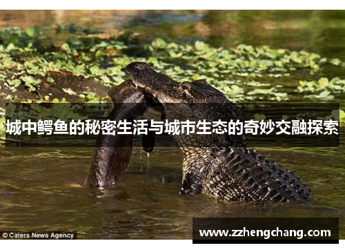 城中鳄鱼的秘密生活与城市生态的奇妙交融探索